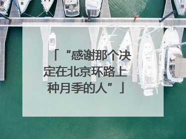 “感谢那个决定在北京环路上种月季的人”