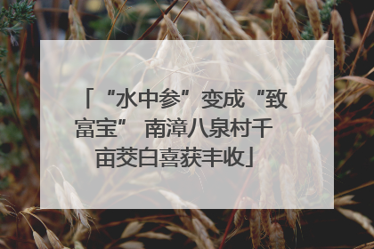“水中参”变成“致富宝” 南漳八泉村千亩茭白喜获丰收