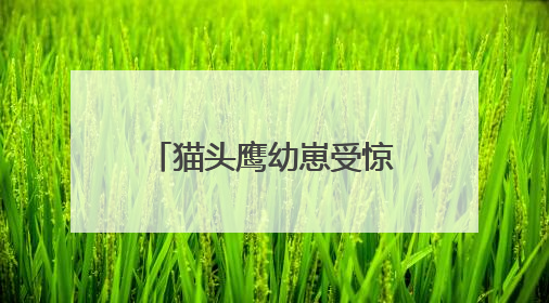 猫头鹰幼崽受惊拒食 民警“奶爸式”暖心投喂
