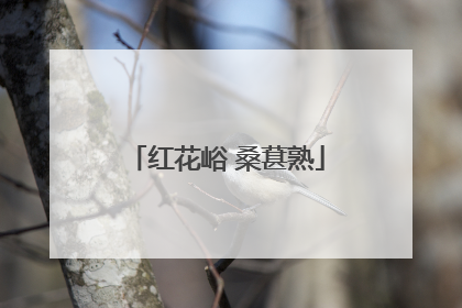 红花峪 桑葚熟