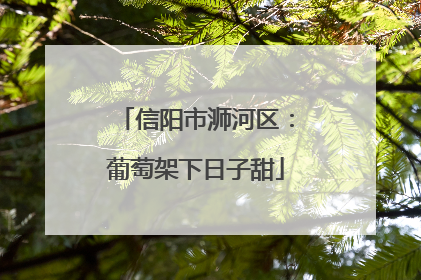 信阳市浉河区：葡萄架下日子甜