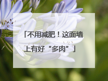 不用减肥！这面墙上有好“多肉”