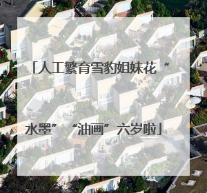 人工繁育雪豹姐妹花“水墨”“油画”六岁啦
