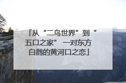 从“二鸟世界”到“五口之家” 一对东方白鹳的黄河口之恋
