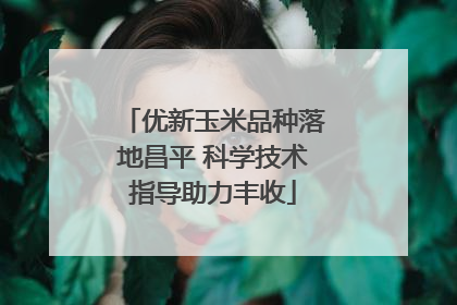 优新玉米品种落地昌平 科学技术指导助力丰收