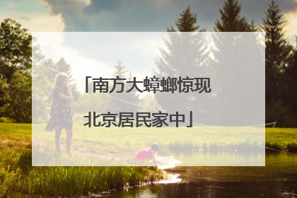 南方大蟑螂惊现北京居民家中