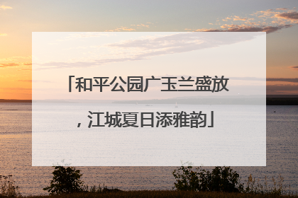 和平公园广玉兰盛放，江城夏日添雅韵
