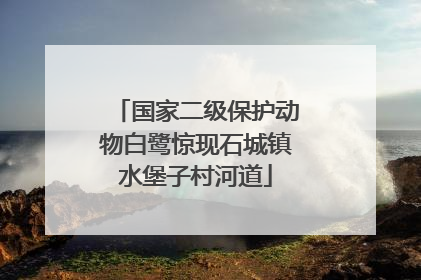 国家二级保护动物白鹭惊现石城镇水堡子村河道