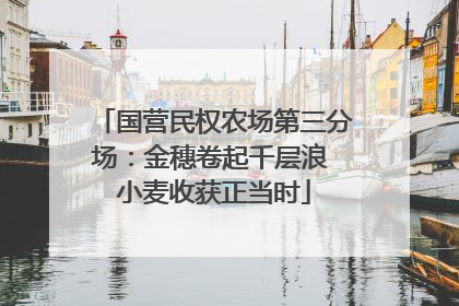 国营民权农场第三分场：金穗卷起千层浪 小麦收获正当时