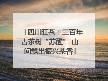 四川旺苍：三百年古茶树“苏醒” 山间飘出振兴茶香