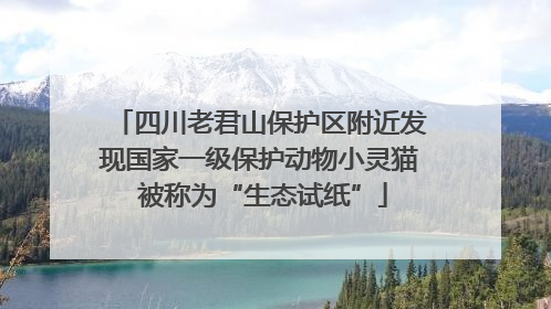 四川老君山保护区附近发现国家一级保护动物小灵猫 被称为“生态试纸”