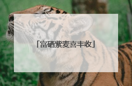 富硒紫麦喜丰收