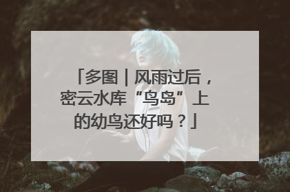 多图｜风雨过后，密云水库“鸟岛”上的幼鸟还好吗？