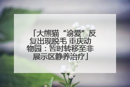 大熊猫“渝爱”反复出现脱毛 重庆动物园：暂时转移至非展示区静养治疗