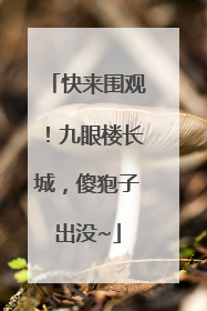 快来围观！九眼楼长城，傻狍子出没~