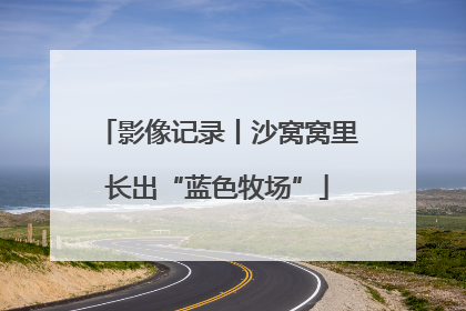 影像记录丨沙窝窝里长出“蓝色牧场”