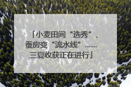 小麦田间“选秀”、蚕房变“流水线”……三夏收获正在进行
