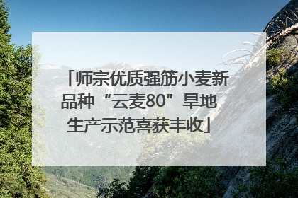 师宗优质强筋小麦新品种“云麦80”旱地生产示范喜获丰收