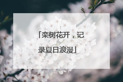 栾树花开，记录夏日浪漫