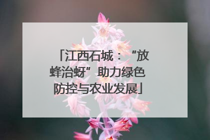 江西石城：“放蜂治蚜”助力绿色防控与农业发展