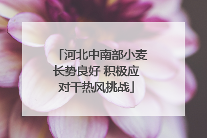 河北中南部小麦长势良好 积极应对干热风挑战