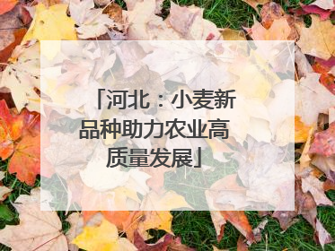 河北：小麦新品种助力农业高质量发展