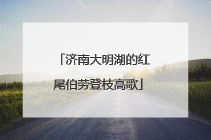 济南大明湖的红尾伯劳登枝高歌
