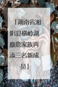 湖南省湘阴县横岭湖麋鹿家族再添三名新成员