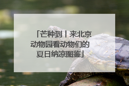 芒种到丨来北京动物园看动物们的夏日纳凉图鉴