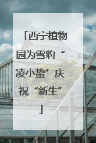西宁植物园为雪豹“凌小蛰”庆祝“新生”