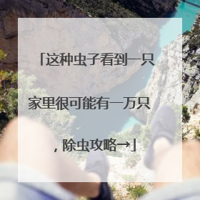 这种虫子看到一只家里很可能有一万只，除虫攻略→