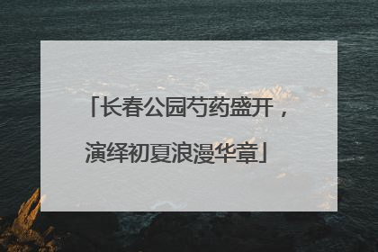 长春公园芍药盛开，演绎初夏浪漫华章