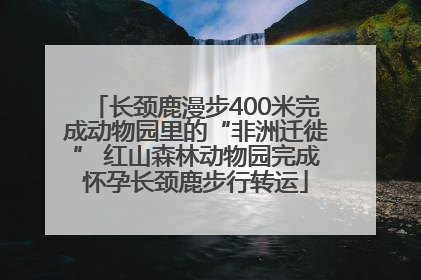 长颈鹿漫步400米完成动物园里的“非洲迁徙” 红山森林动物园完成怀孕长颈鹿步行转运