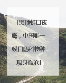 黑顶蛙口夜鹰，中国唯一蟆口鸱科物种现身临沧