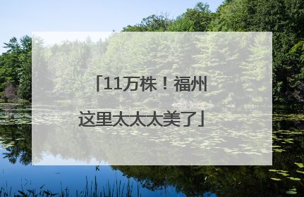 11万株！福州这里太太太美了